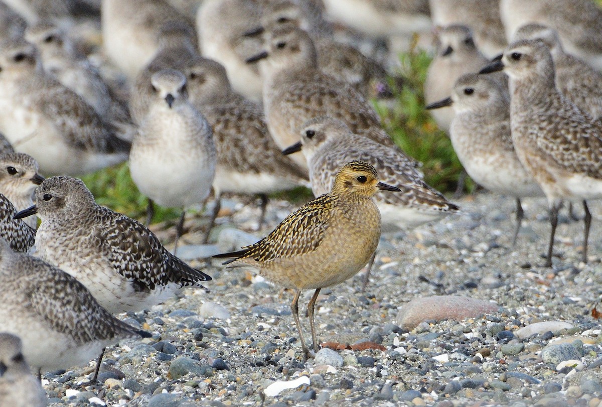 Pacific Golden-Plover - ML117756581