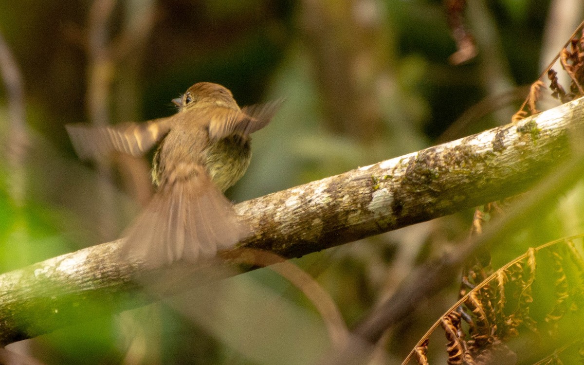 Euler's Flycatcher - ML117756641