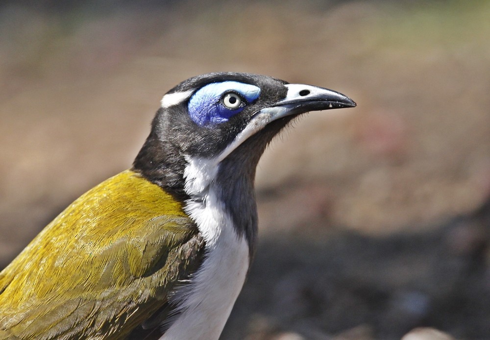 Blue-faced Honeyeater - Graeme Risdon