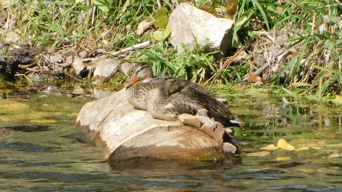 Mallard - Judah Bruse