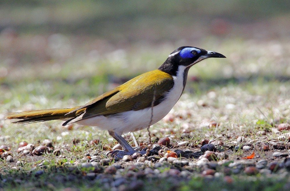 Blue-faced Honeyeater - Graeme Risdon