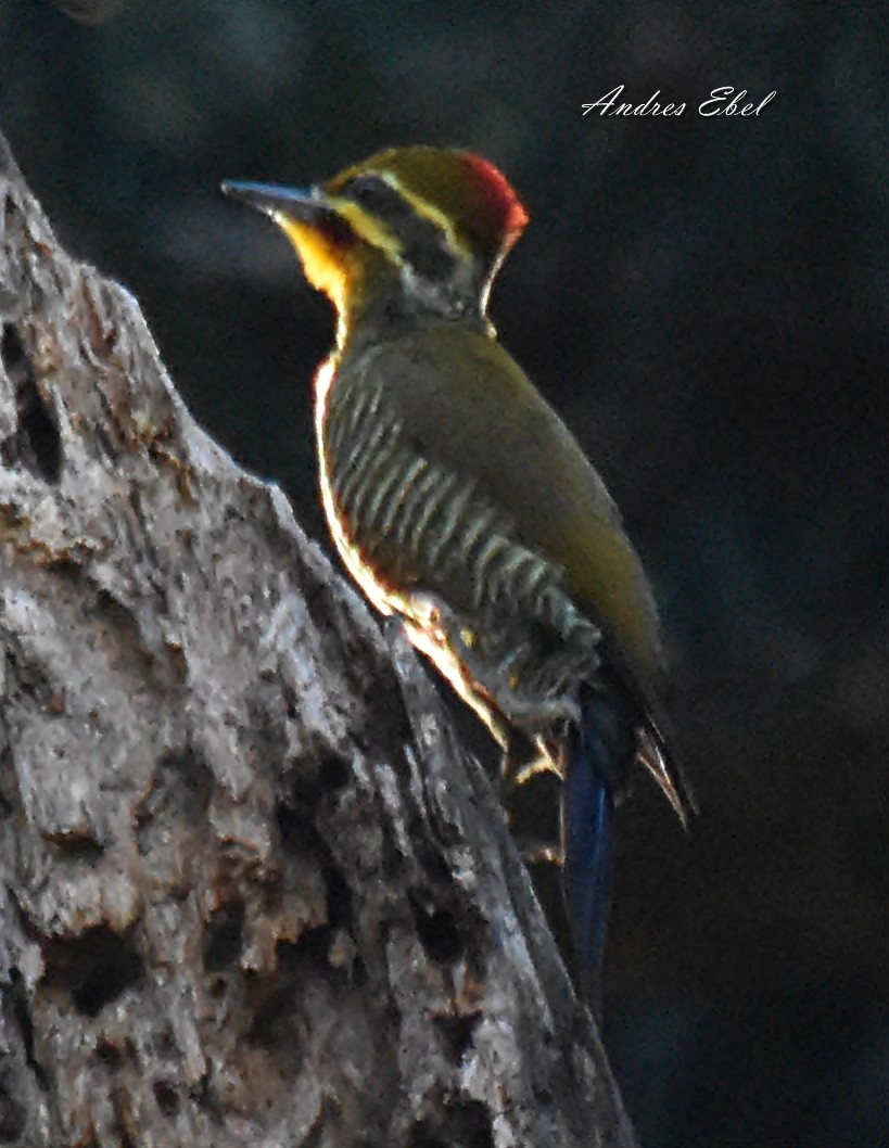 White-browed Woodpecker - andres ebel