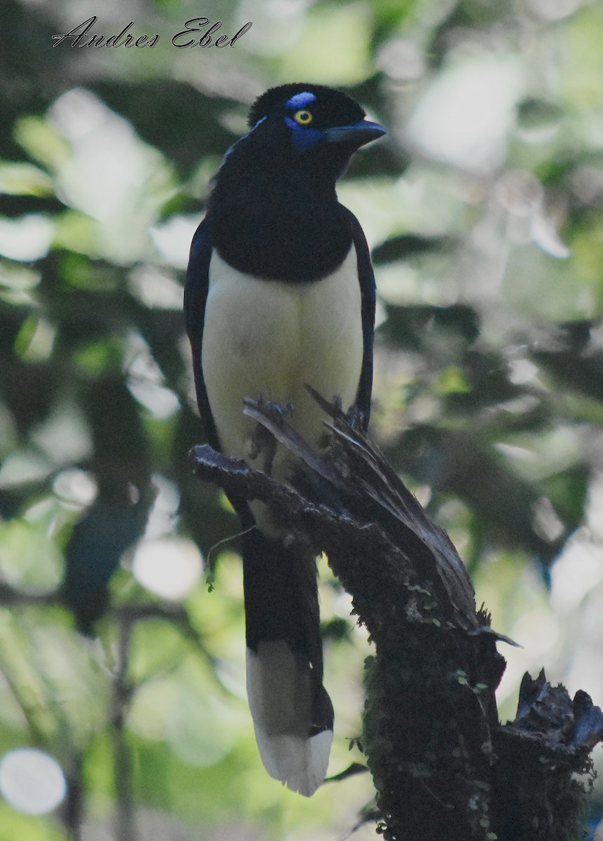 Plush-crested Jay - ML117759471