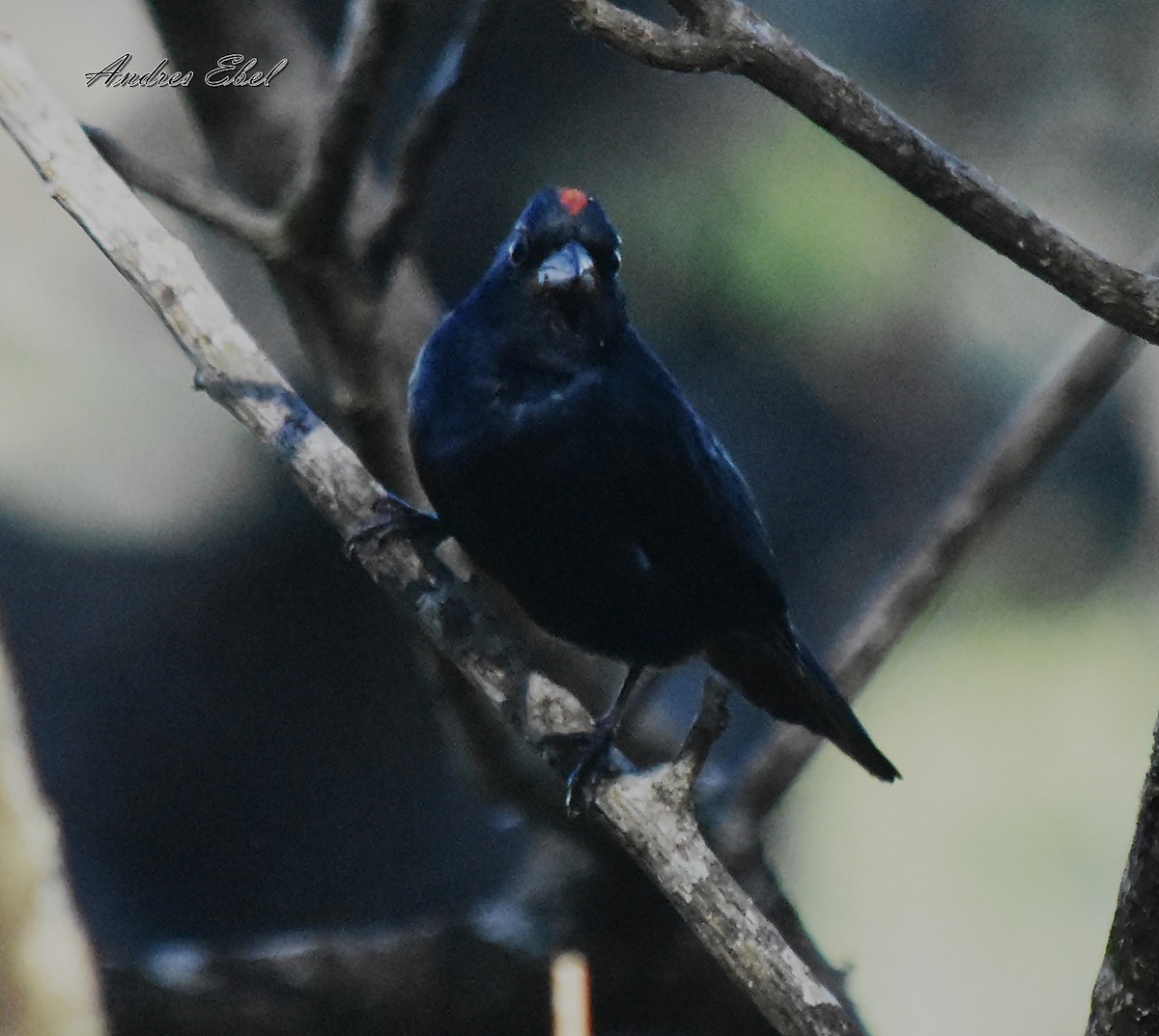 Ruby-crowned Tanager - andres ebel