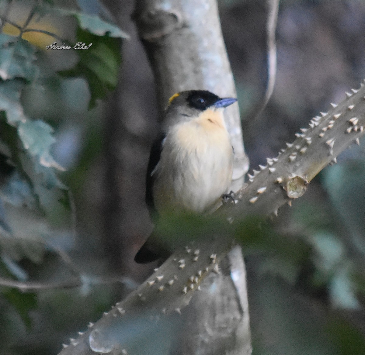 Black-goggled Tanager - andres ebel