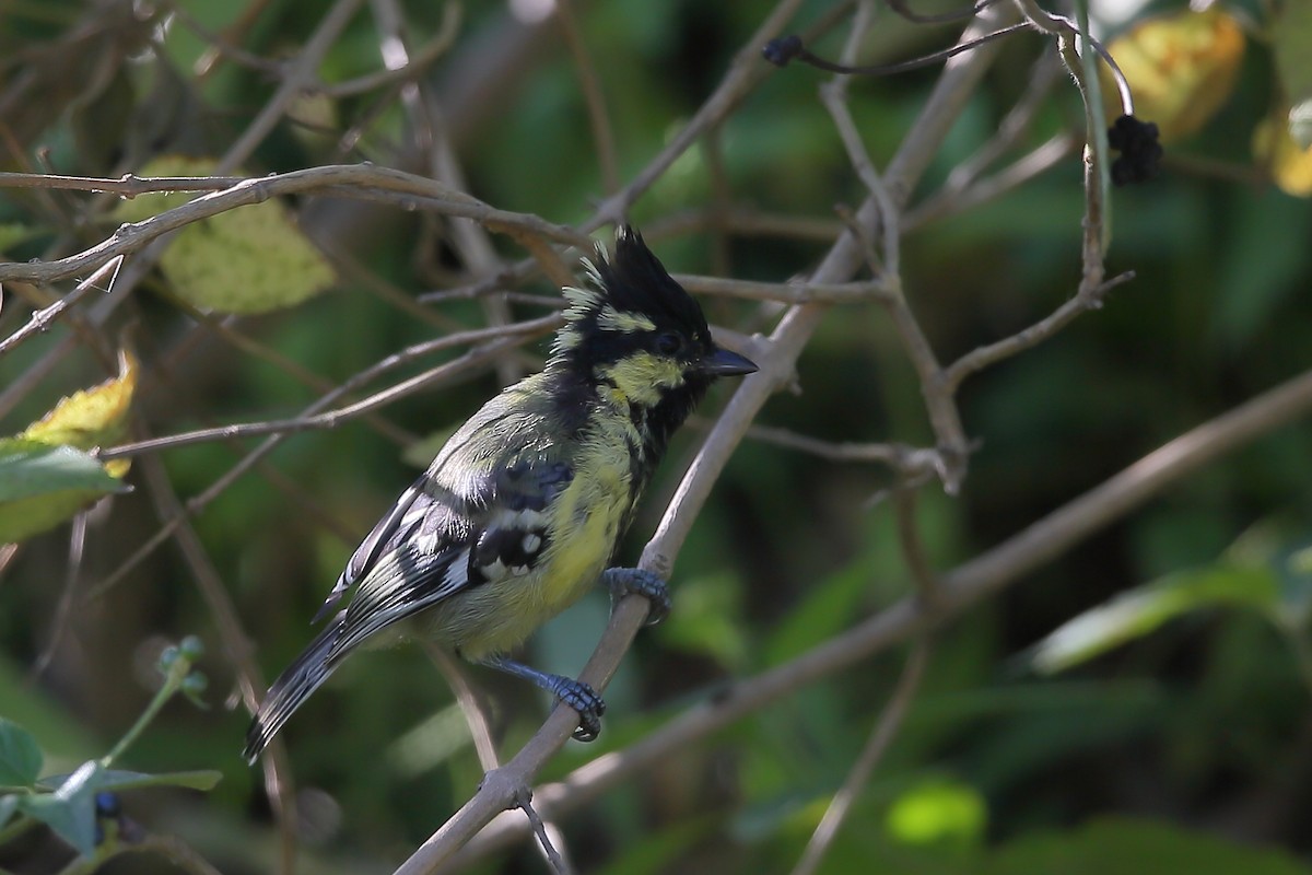 Indian Yellow Tit - Rofikul Islam