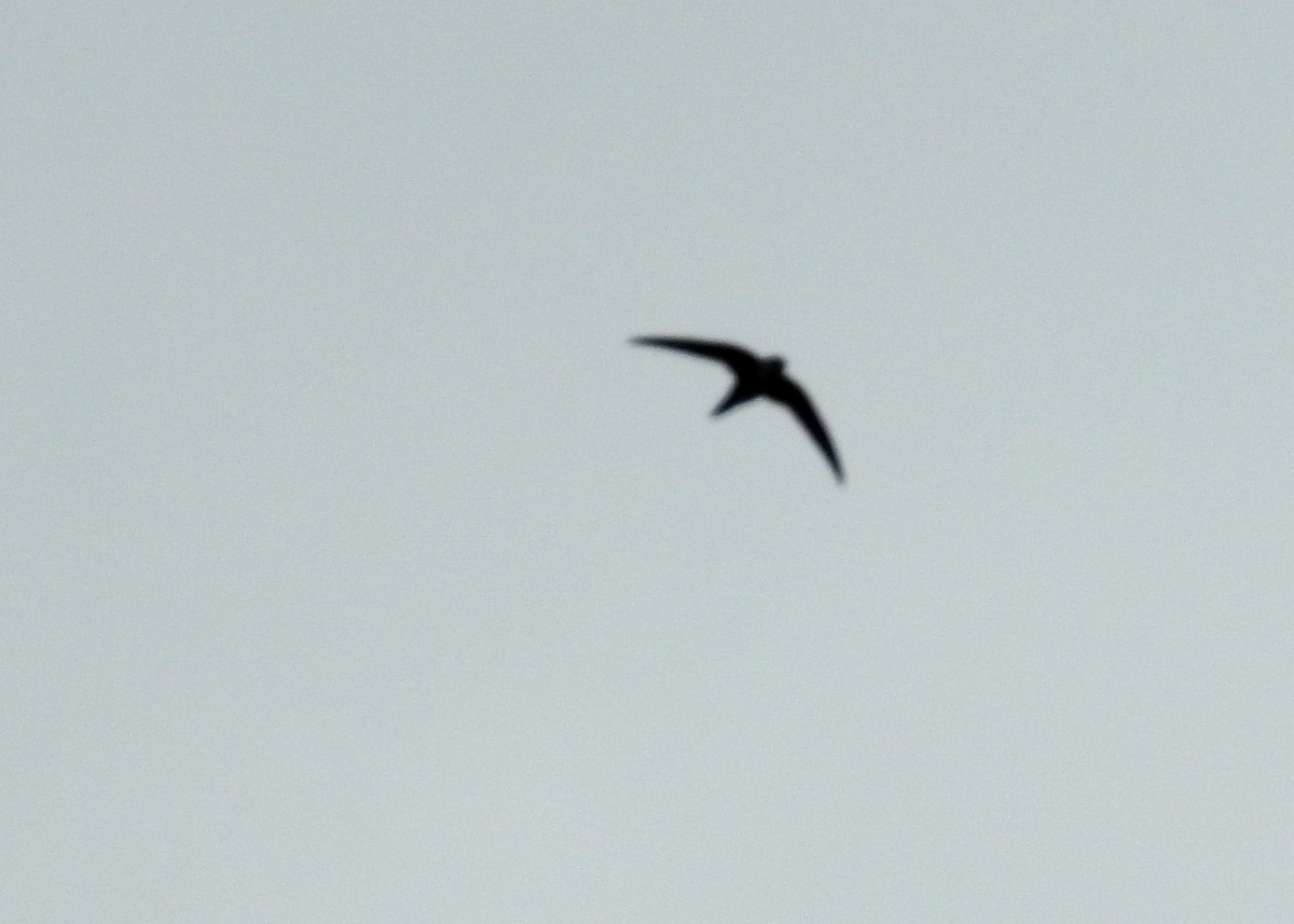 White-throated Swift - ML117760931