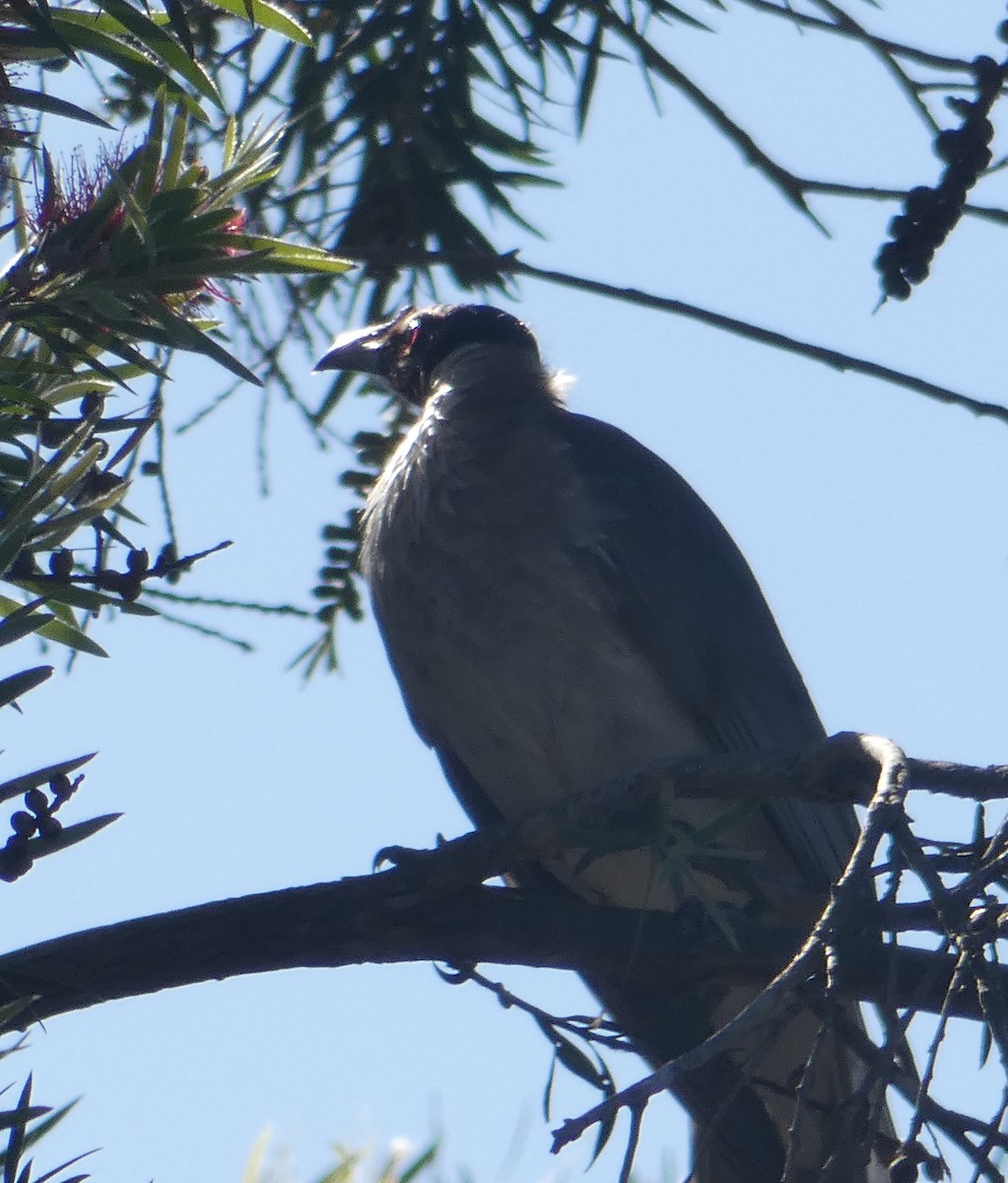 Noisy Friarbird - Nick Lambert