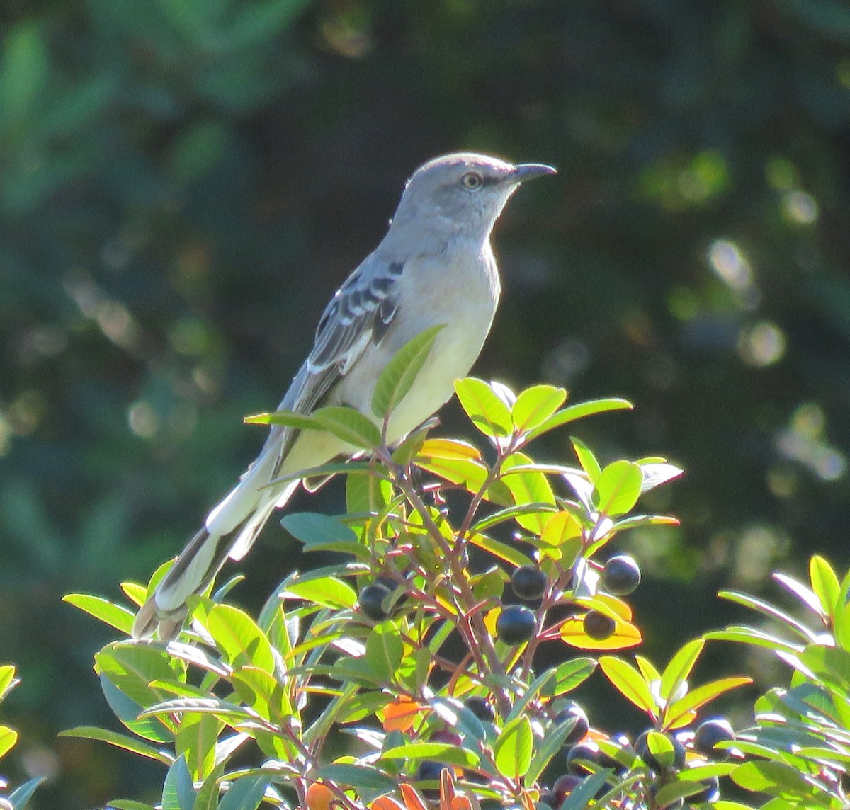 Northern Mockingbird - ML117762081