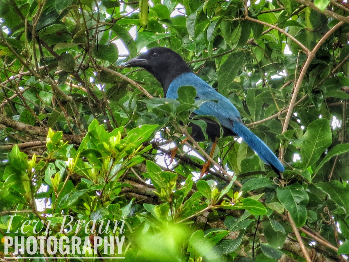 Yucatan Jay - Levi Braun