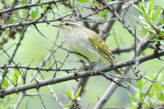 Large-billed Leaf Warbler - ML117762571