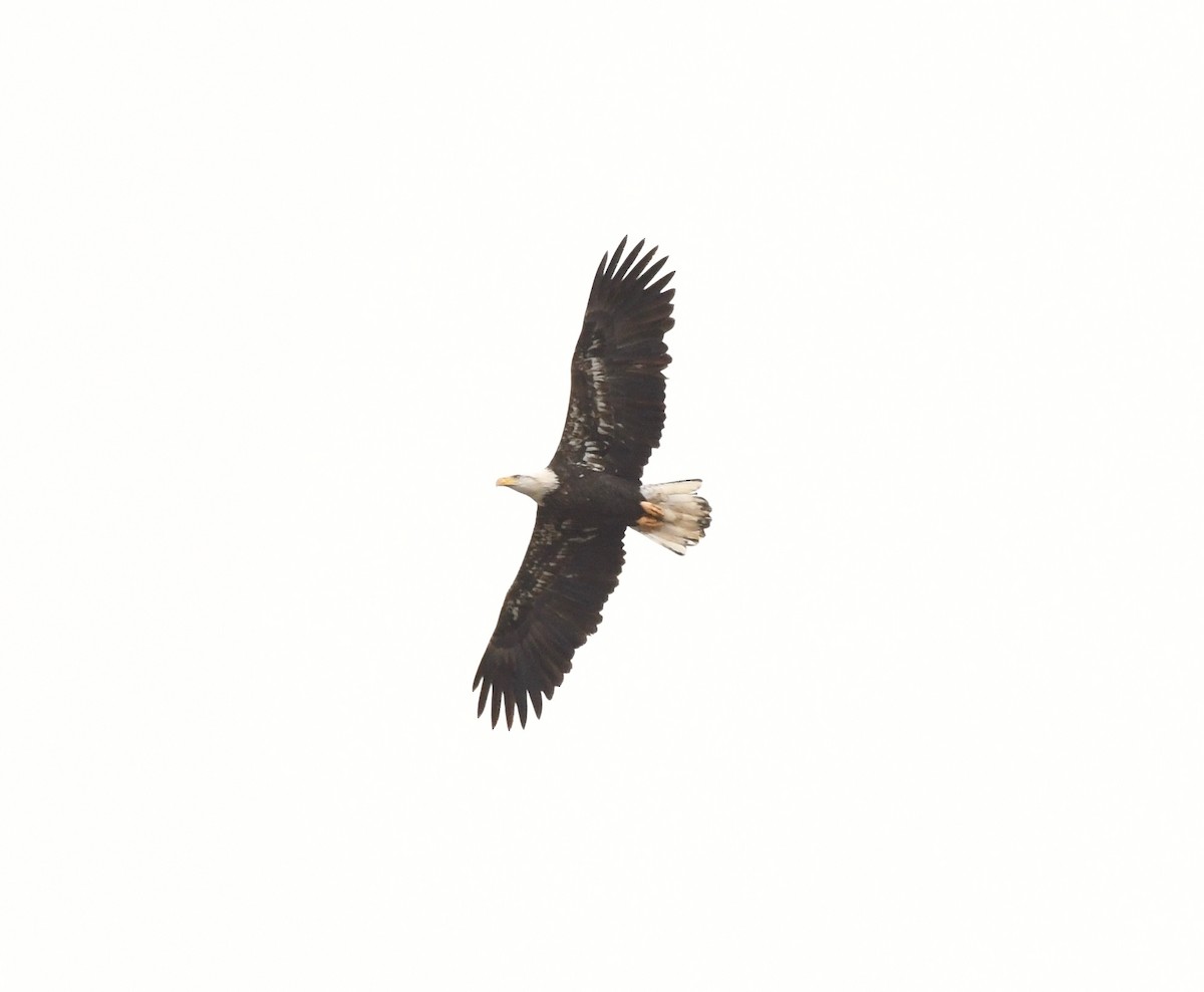 Bald Eagle - ML117763111