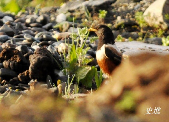 White-backed Thrush - ML117763401