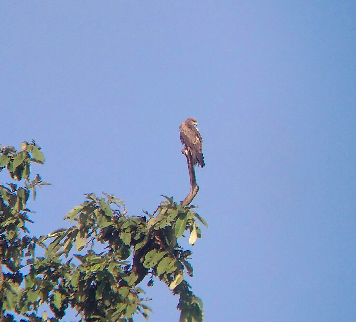 Black Kite - ML117763781