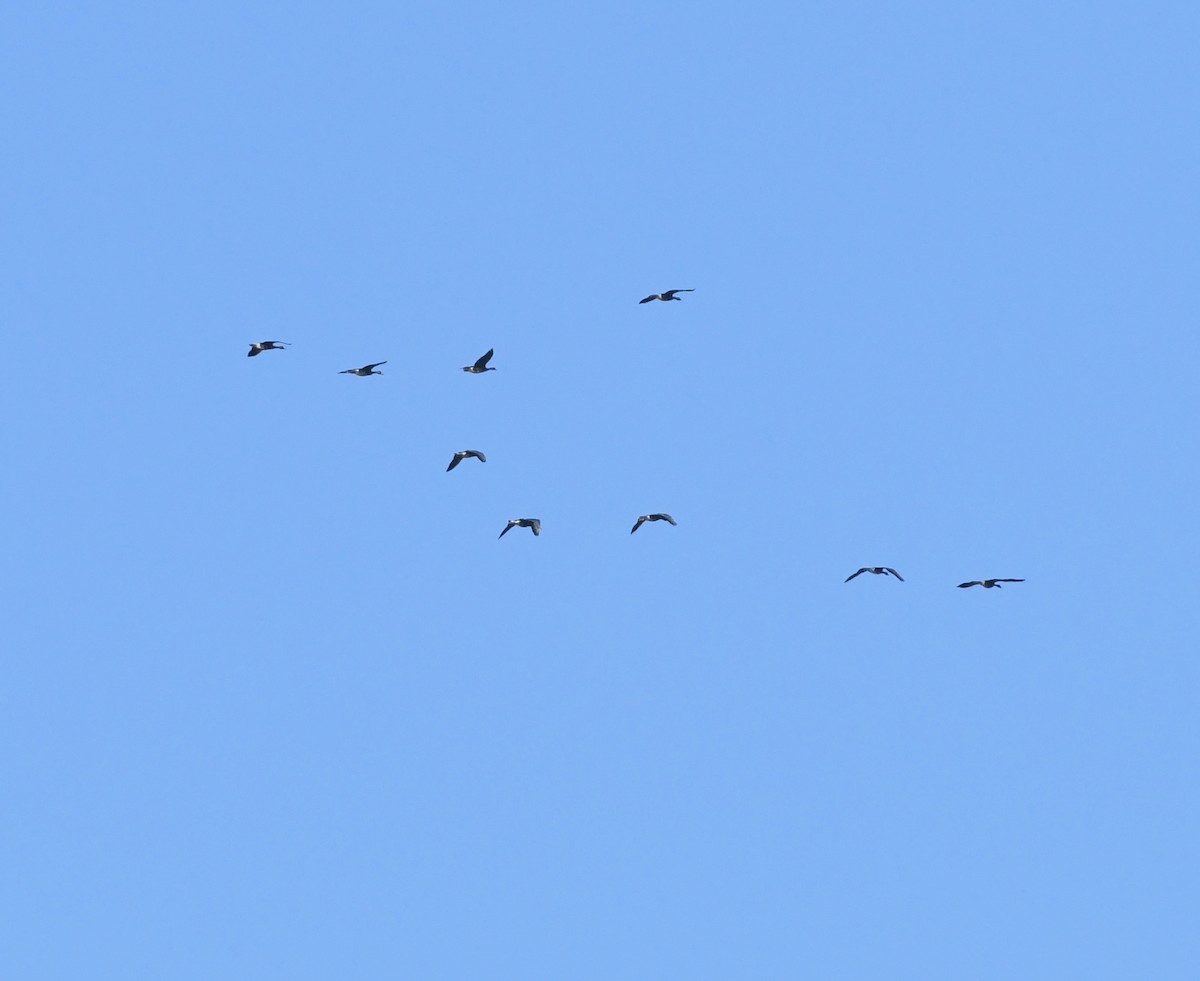 Greater White-fronted Goose - ML117763841