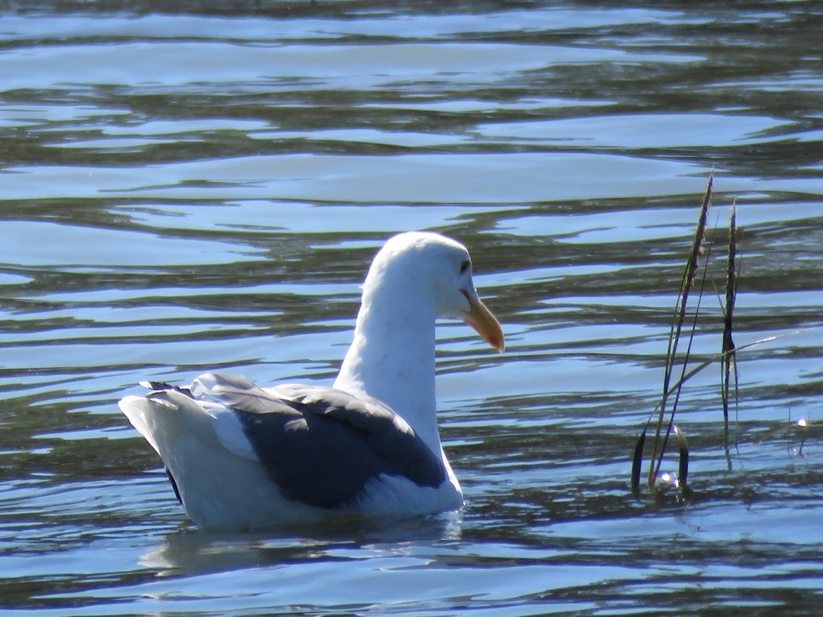 Western Gull - George Chrisman