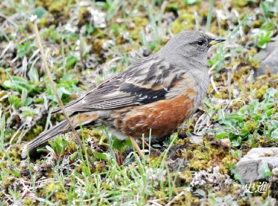 Alpine Accentor - ML117763901