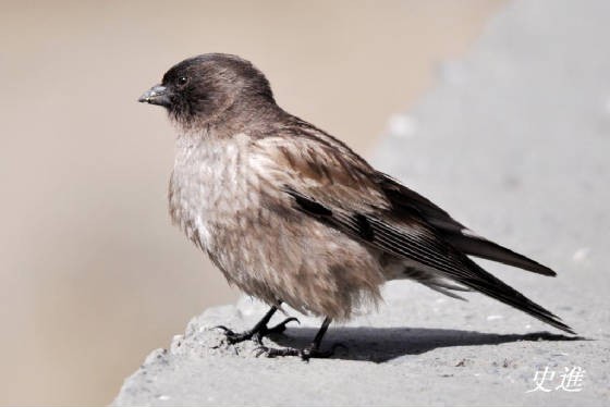 Black-headed Mountain Finch - ML117764371