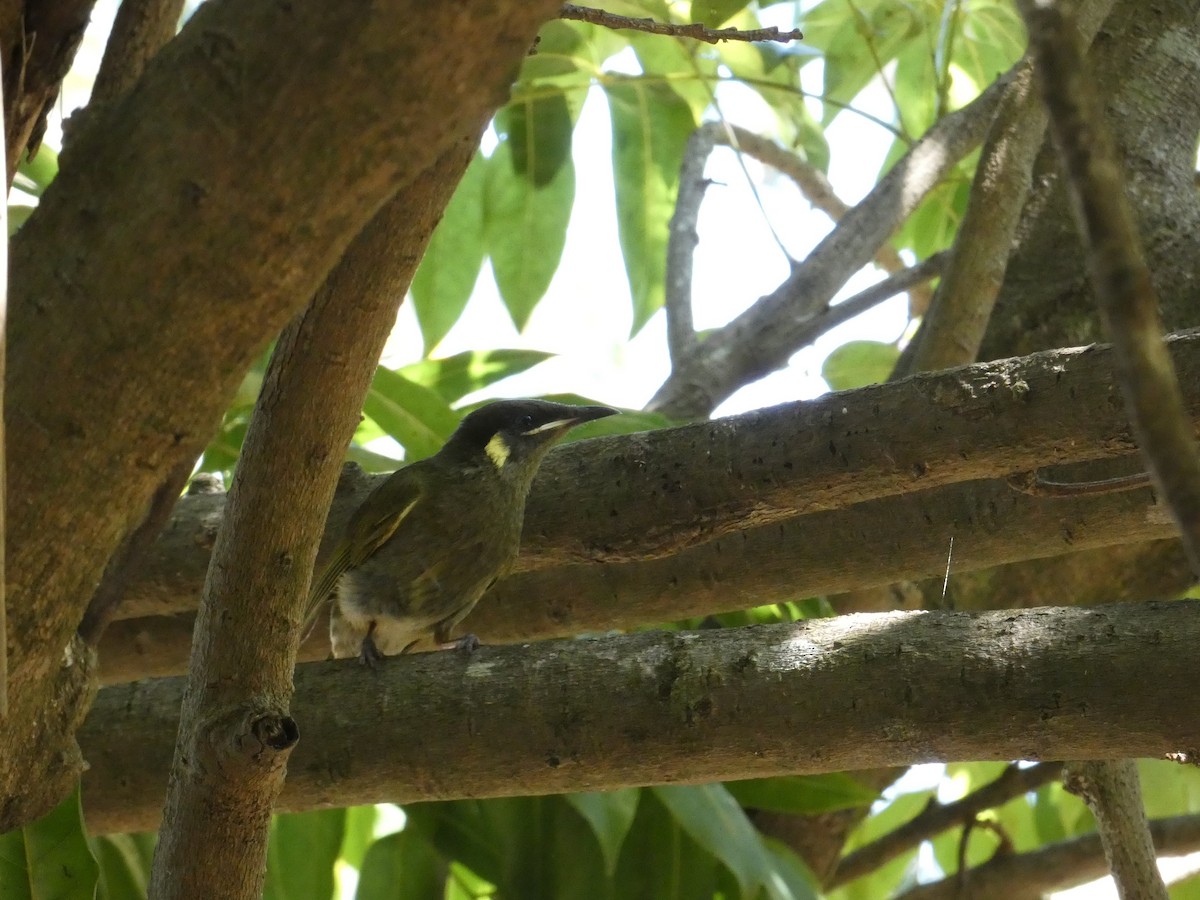 Lewin's Honeyeater - Nick Lambert