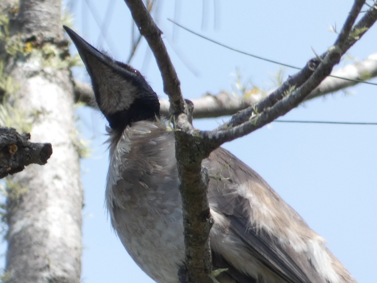 Noisy Friarbird - ML117766391