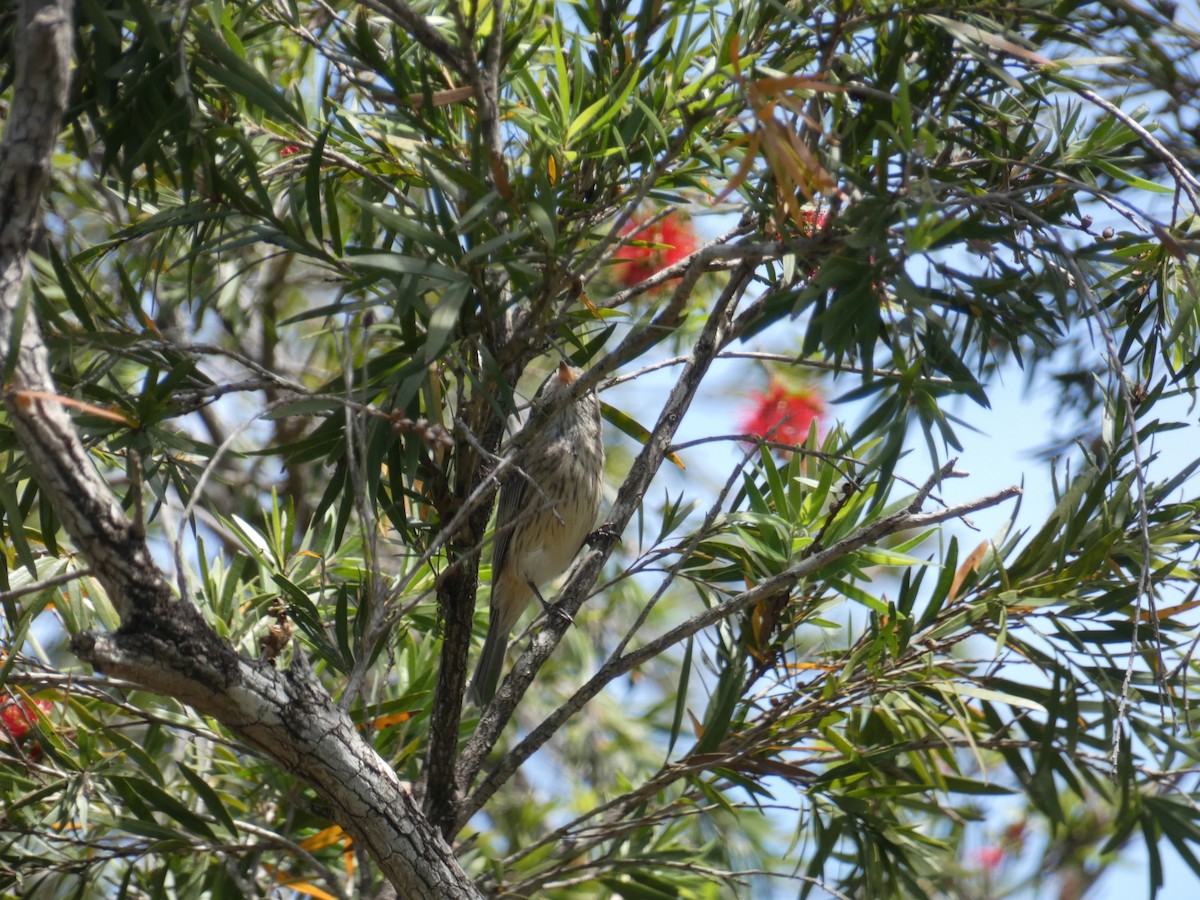 Rufous Whistler - ML117766621