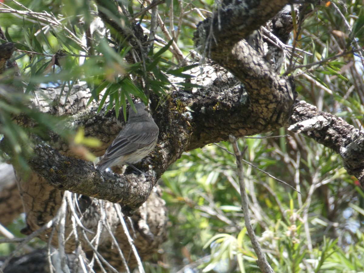 Rufous Whistler - ML117766631