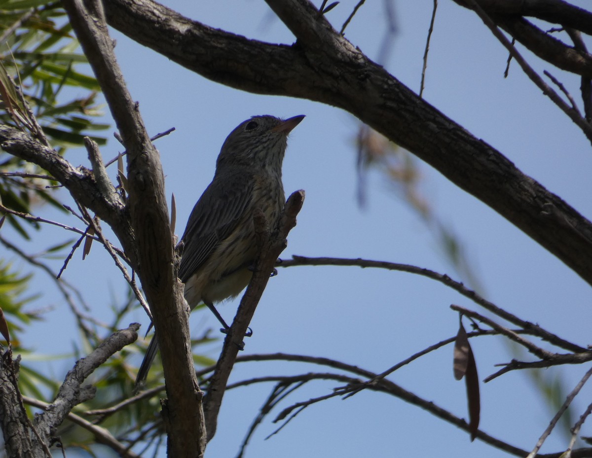 Rufous Whistler - Nick Lambert