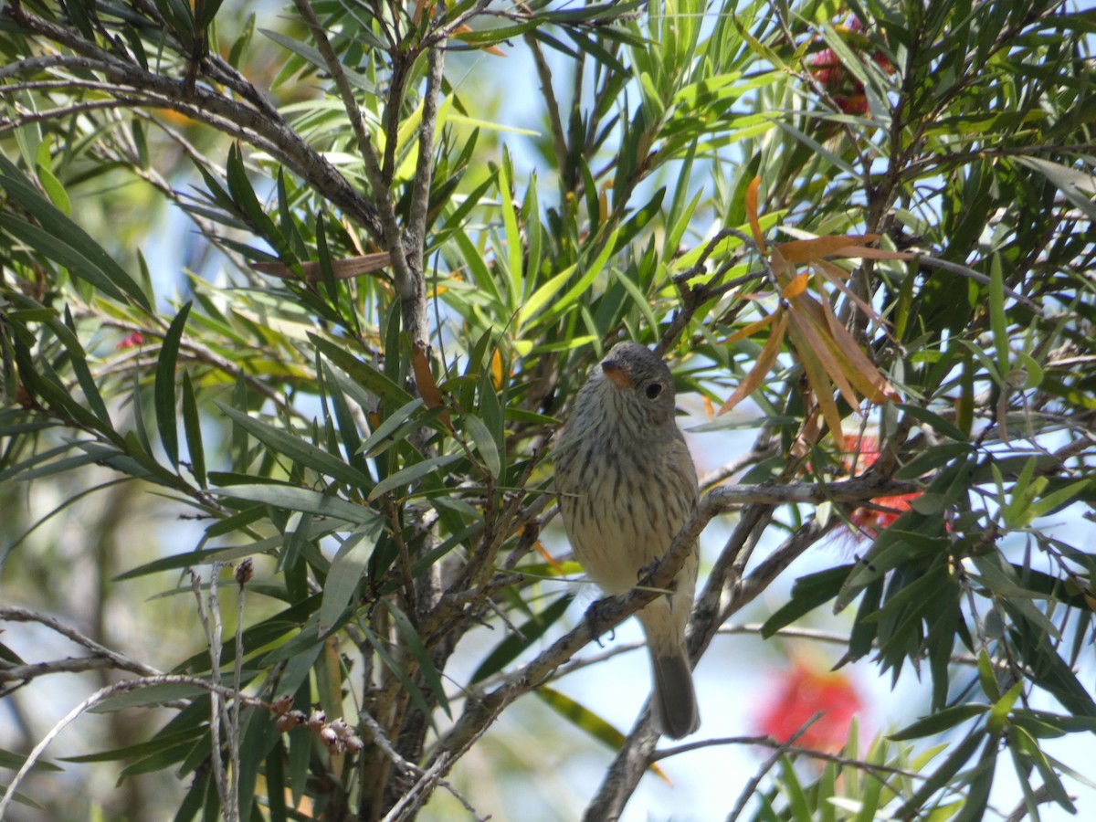 Rufous Whistler - Nick Lambert