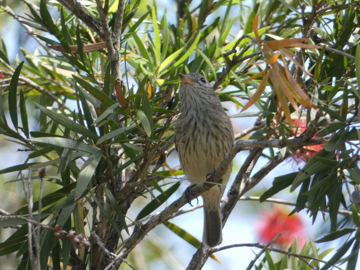 Rufous Whistler - Nick Lambert