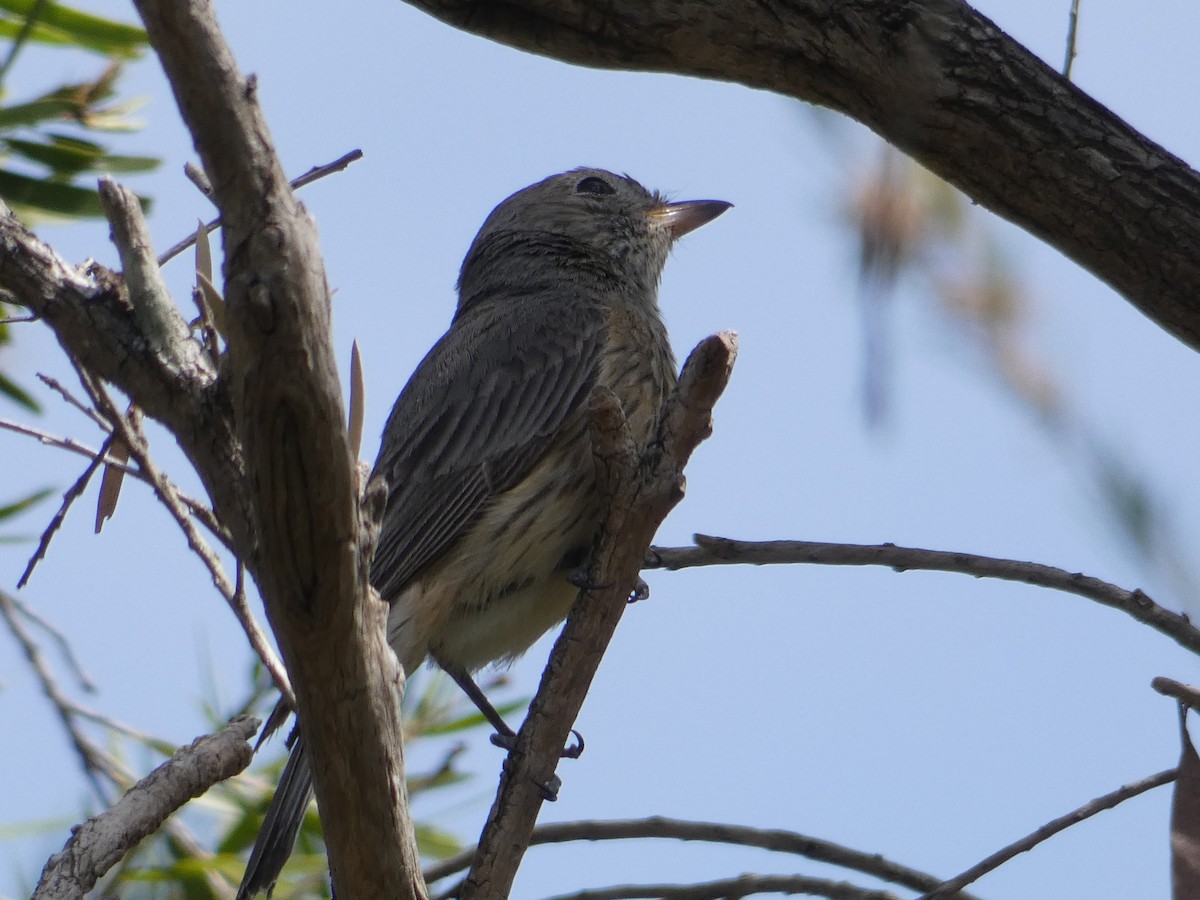 Rufous Whistler - Nick Lambert