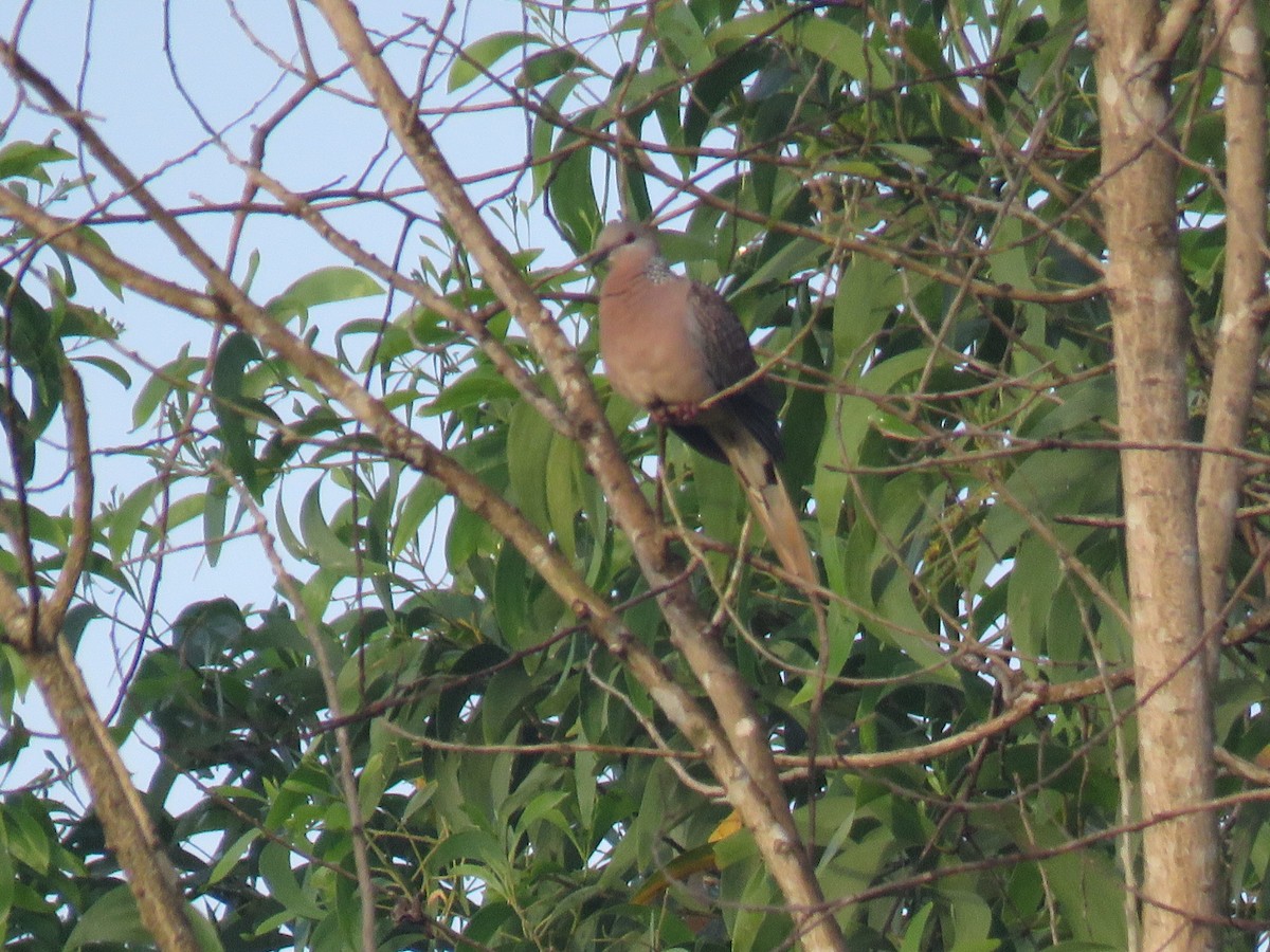 Spotted Dove - ML117768131