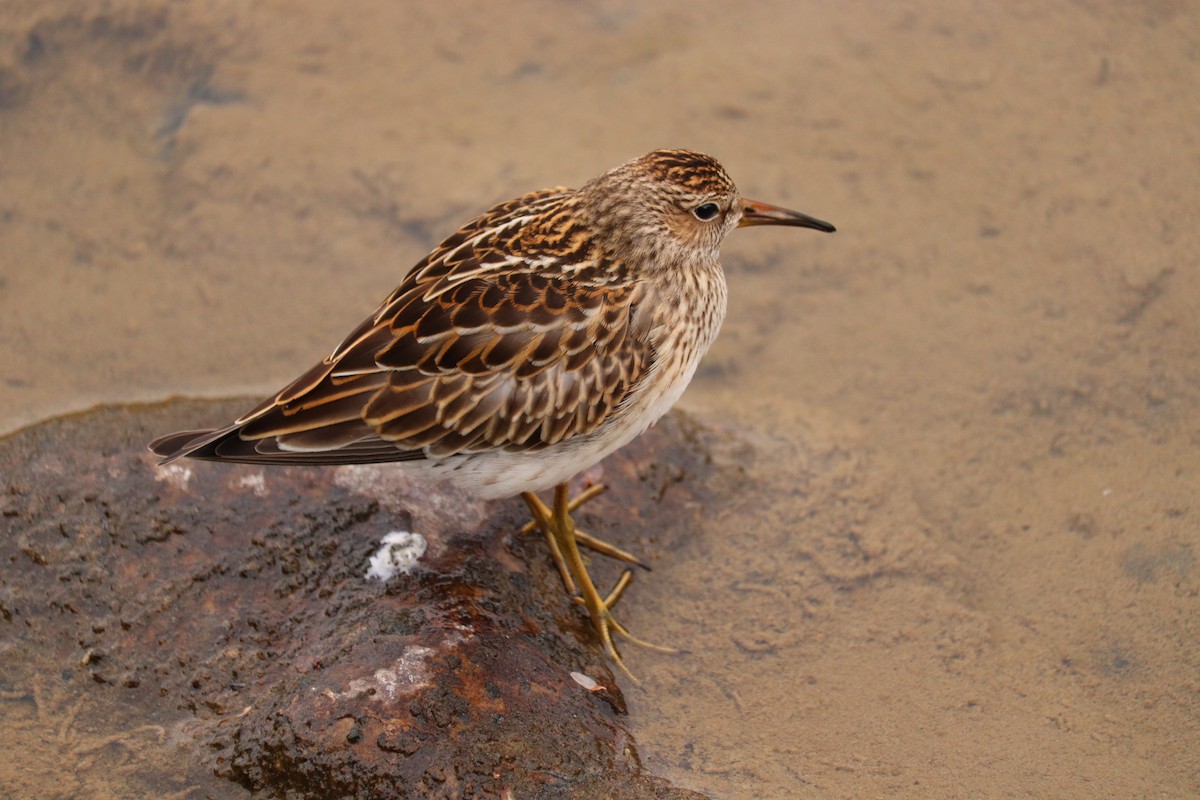 Pectoral Sandpiper - Seth Pfeiffer