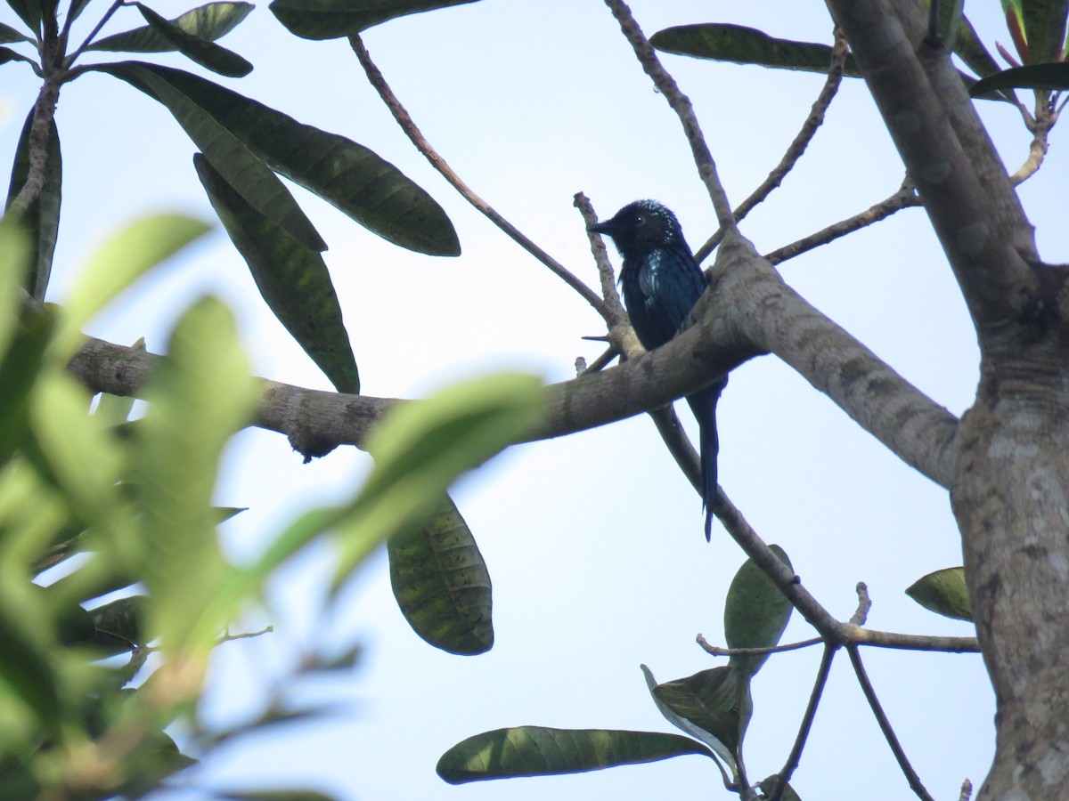 Bronzed Drongo - ML117768461