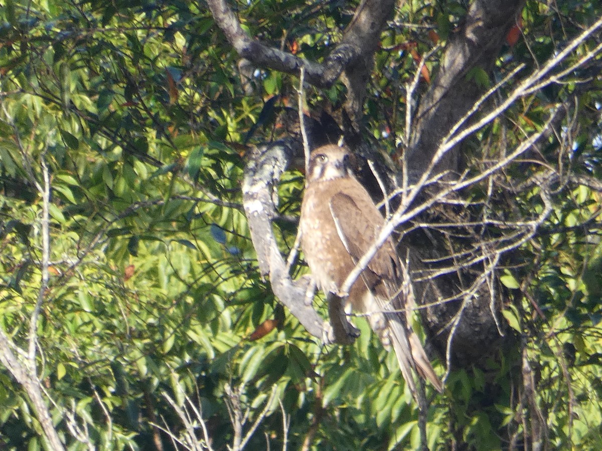 Brown Falcon - ML117769081