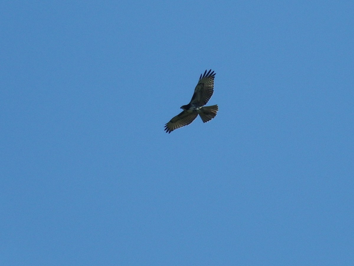 Red-tailed Hawk - ML117769131