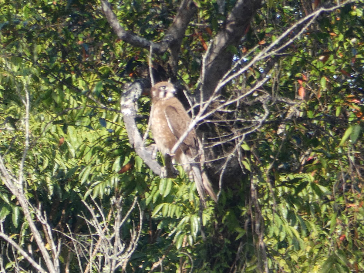 Brown Falcon - ML117769141