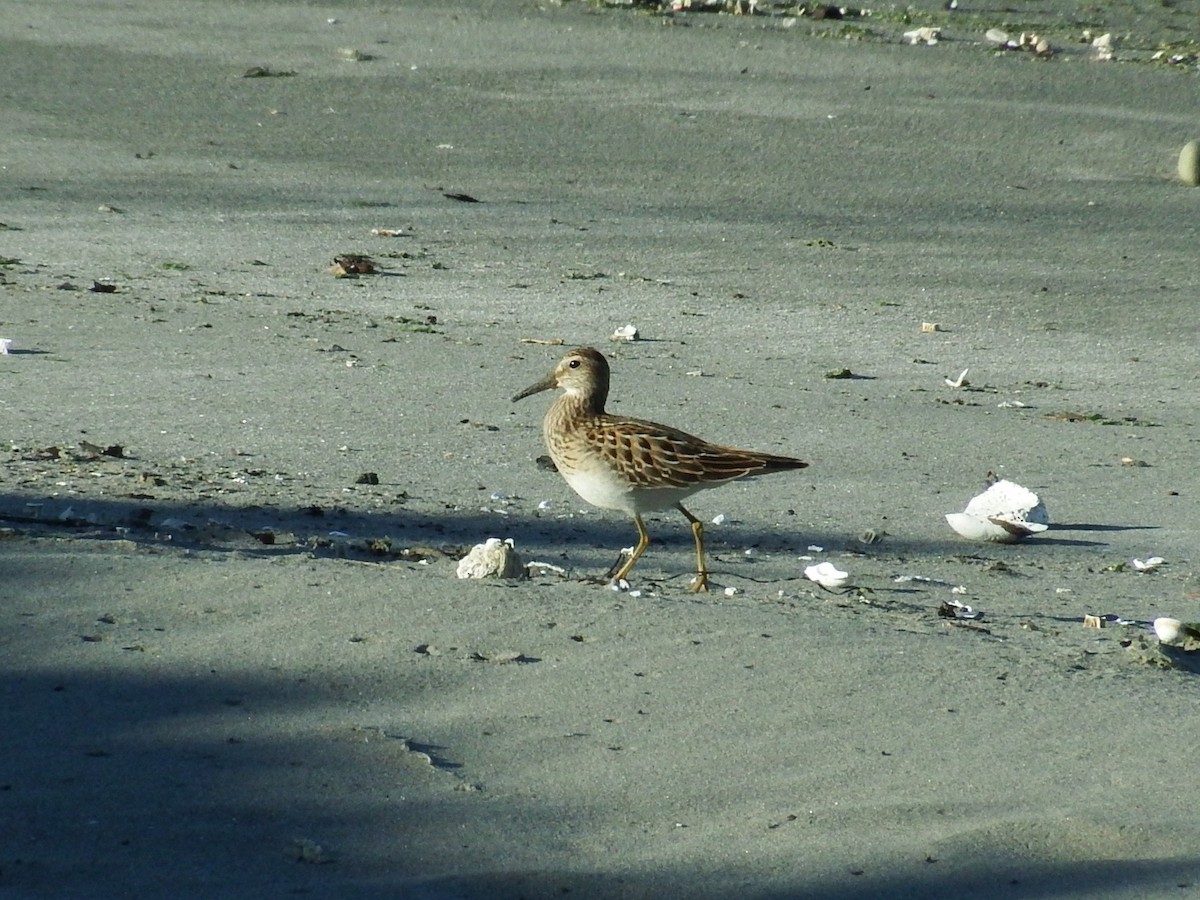 Graubrust-Strandläufer - ML117769261