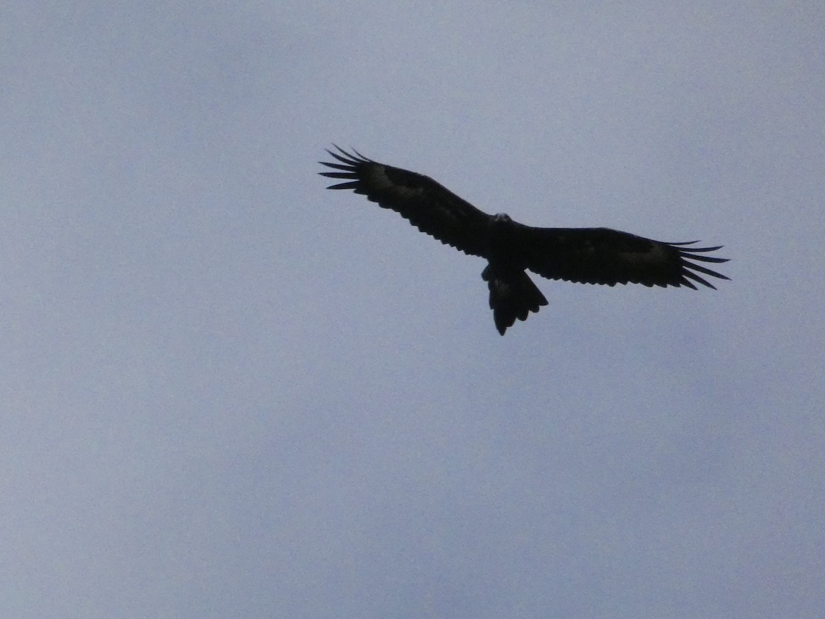 Wedge-tailed Eagle - Nick Lambert