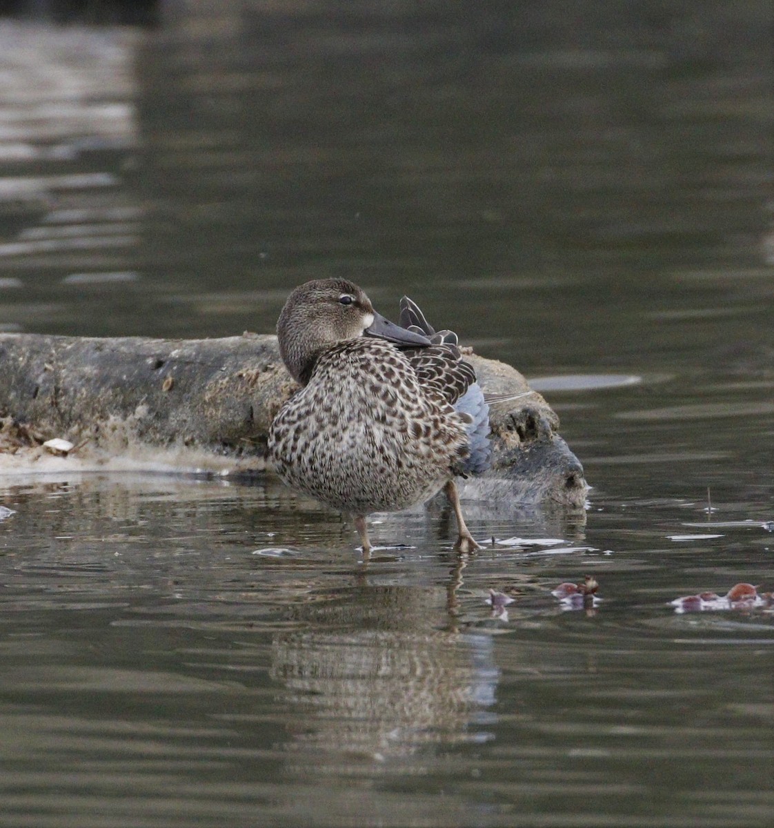 Blue-winged Teal - ML117770041
