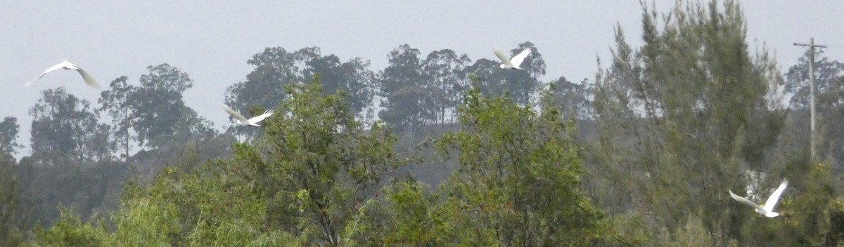 Sulphur-crested Cockatoo - ML117770541