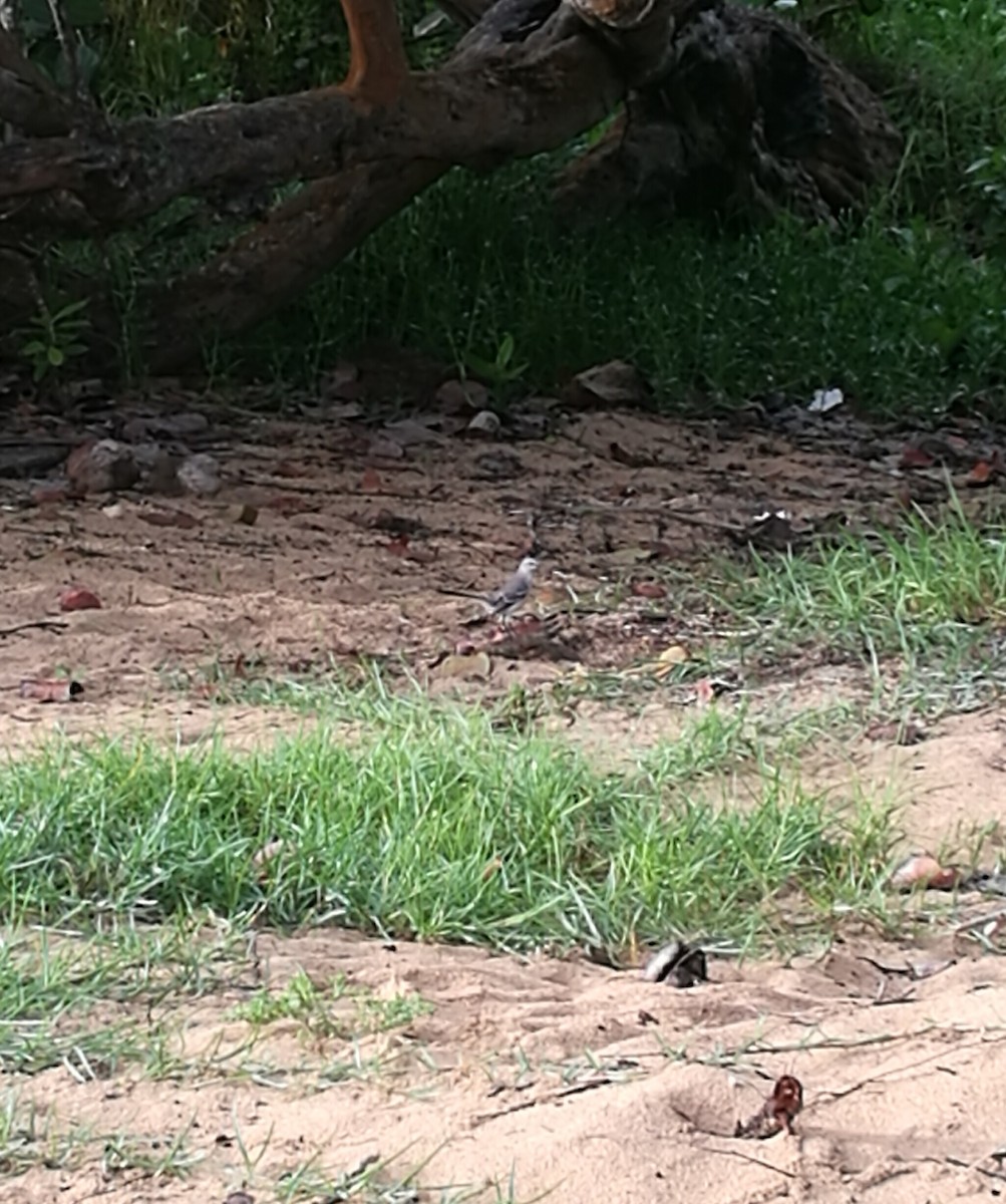 Northern Mockingbird - Daniel Garrigues