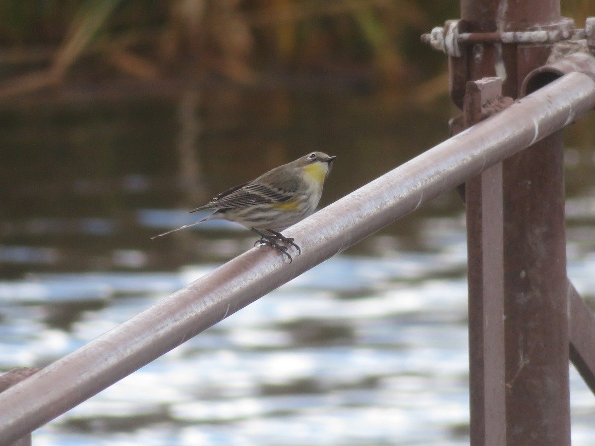 Yellow-rumped Warbler (Audubon's) - ML117773651