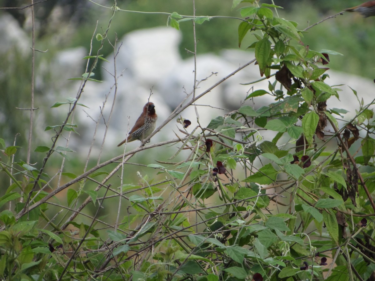 Scaly-breasted Munia - ML117773761