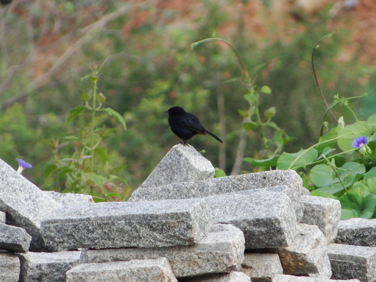 Indian Robin - ML117773781