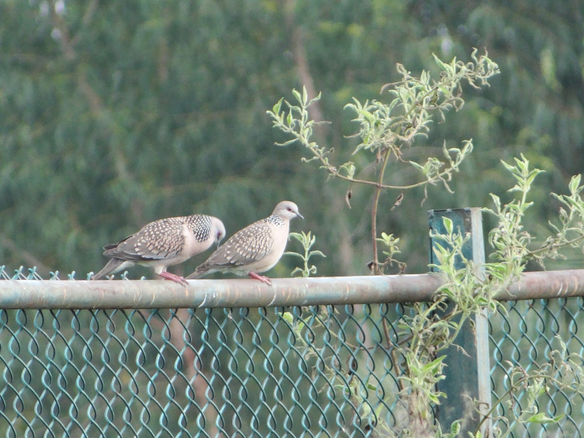 Spotted Dove - ML117773881