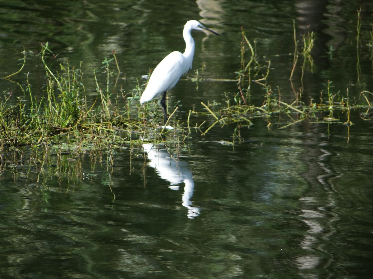 Little Egret - ML117773931