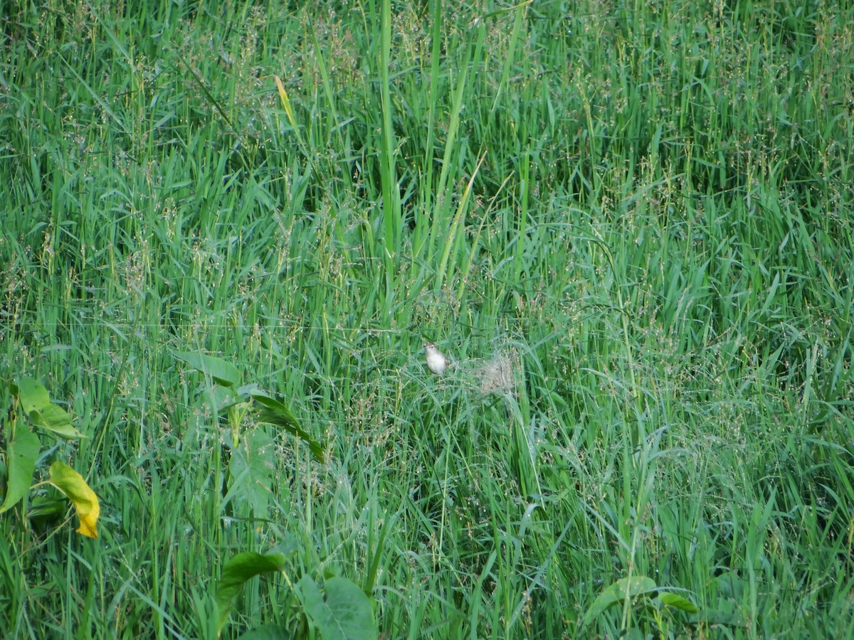 Plain Prinia - ML117774011