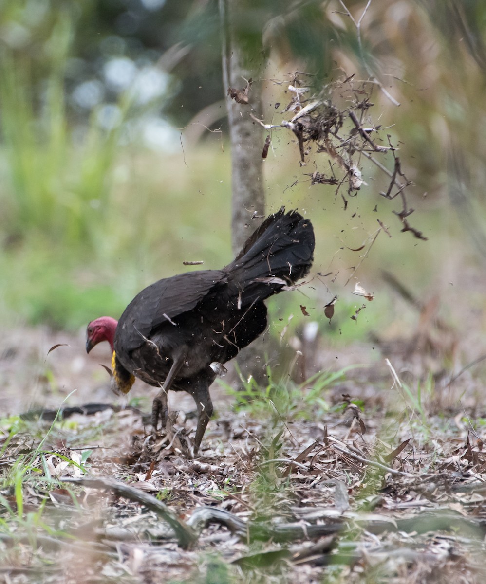 Australian Brushturkey - ML117774901