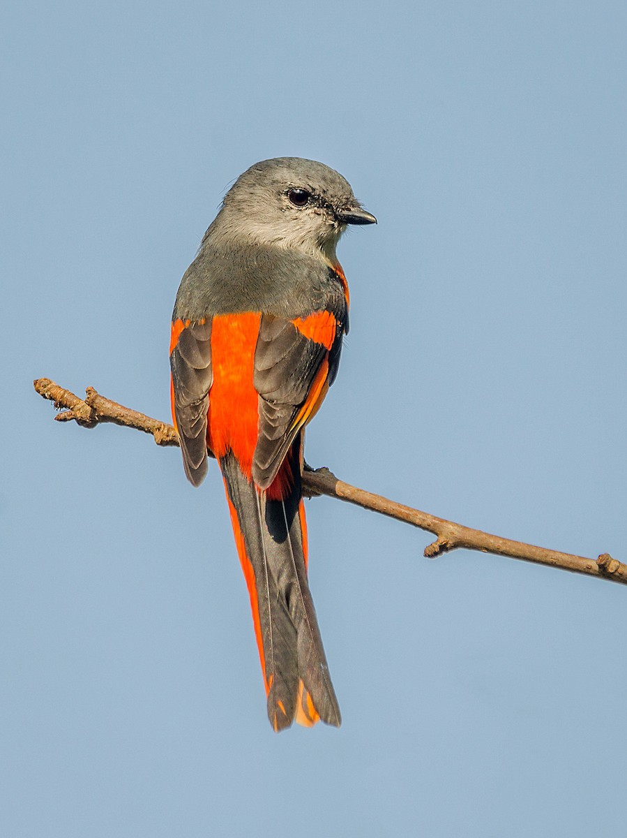 Gray-chinned Minivet (Gray-chinned) - ML117775161