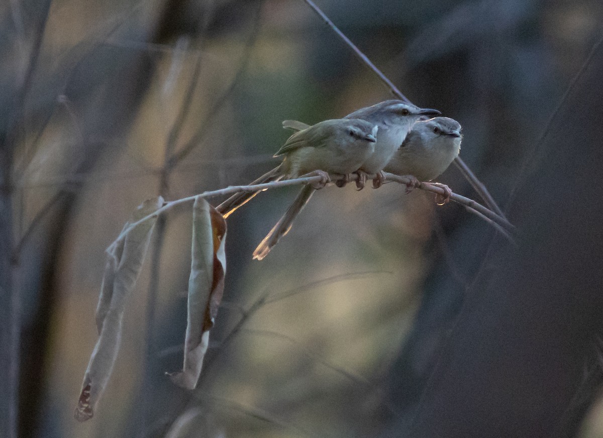 Tawny-flanked Prinia - ML117777831